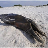 Animals Fleeing Spreading Oil Spill Appear Close to Shore
