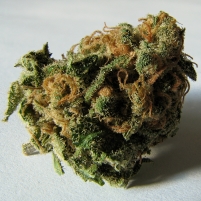Half of Americans Support Legal Marijuana for First Time