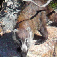 U.S. Security Barriers on Border with Mexico May Disrupt Pumas more than Humans