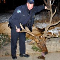 Elk-Killer Trial Stirs Colorado