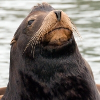 U.S. Fisheries Service Kills Sea Lions to Help Salmon Industry