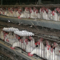 Florida Bill Would Criminalize Photographing Farms