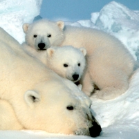Polar Bears vs. Oil Drilling in Alaska