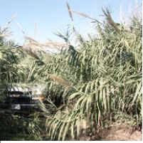 Herbicide Spraying in Texas: Border Patrol vs. Locals