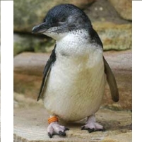 Professional Snipers Hired to Protect Penguins
