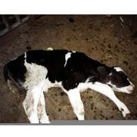 Record Slaughterhouse Abuse Settlement…as States Try to Stop Investigations