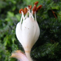 Great Year for Botanists…292 Species Discovered