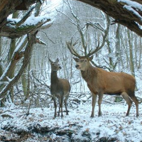 Oscars 2018: Foreign Language Films Part Two—The 5 Nominees