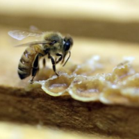 EPA Finds Pesticide Harm to Honeybees Depends on the Kind of Crop