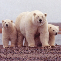 Obama Backs Bush on Limiting Protection of Polar Bears