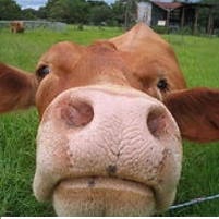 Cattle Population in U.S. Smallest Since 1958