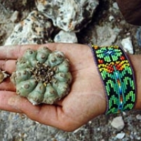 Park Service Turns Blind Eye to Illegal Native American Removal of Plants