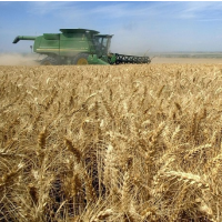 Animal and Plant Inspection Service Finally Proposes Stricter Regulation of Genetically Engineered Wheat