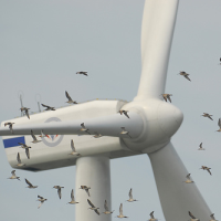 No Federal Prosecution if Wind Turbine Kills Condor