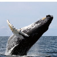 Navy Given Approval to Continue Harming Whales With Sonar
