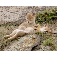 Government Competes with Private Businesses to Kill Wild Animals