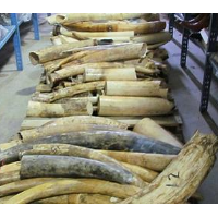 U.S. Prepares to Destroy 6 Tons of Illegal Ivory