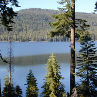 Thousands of Fish Die When California Reservoir Suddenly Runs Dry