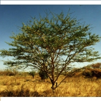 Building a Wall of Trees Across Africa