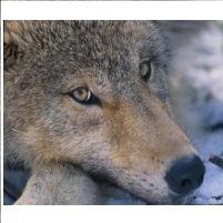 Palin and the Wolves