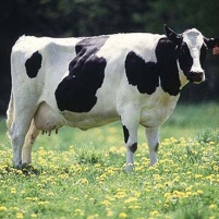 46,000 Dairy Farms Closed Down in Last 10 Years