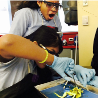 Can 3-D Printed Rats Replace Animal Dissection and Experimentation?