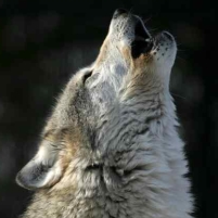 Congress Slips Anti-Wolf Rule into Budget Bill…First-Ever Intervention with Endangered Species