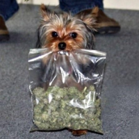 Can Medical Marijuana be Used for Dogs and Cats?