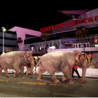 Abused Circus Elephants May Be Banned from Los Angeles for First Time Since 1919