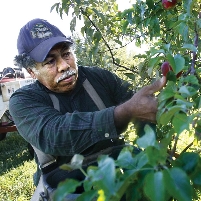 Labor Secretary Solis Suspends Last-Minute Bush Rule Regarding Foreign Farm Workers