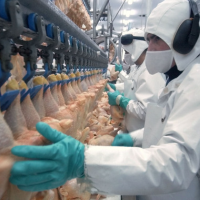 Agriculture Dept. to Let Poultry Companies Inspect their own Facilities