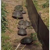 The Case in Favor of a $3 Million Turtle Tunnel
