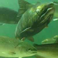 U.S. Government Sued for 17-Year Delay in Mandatory Protection of Endangered Fish in Idaho
