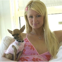 Homeless Chihuahuas Emigrate to East Coast