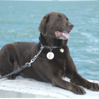 Supreme Court Votes 5-4 to Require Warrant to Use Drug-Sniffing Dogs Outside a Home