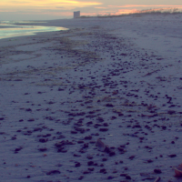 Hurricane Isaac Stirred up Tar Balls from BP Spill
