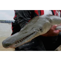 Much Hated, Giant “Freak” Fish, Targeted for Extermination, is Now Valued Weapon against Carp