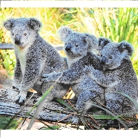 Koalas Threatened with Extinction