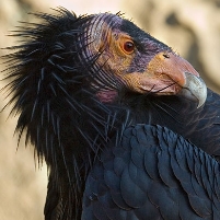 On the Trail of the Condor Killers