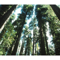 Biggest, Oldest Trees Most Likely to Succumb to Global Warming; Small Plants May be Spared