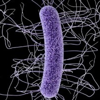 The Deadly Disease Caused by Antibiotics