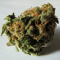 Marijuana is Getting Higher in Potency…Or is It?
