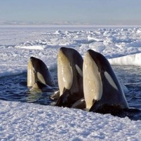 Discovery Channel Refuses to Address Causes of Polar Warming