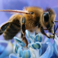 USDA Cracks Down on Honey Laundering