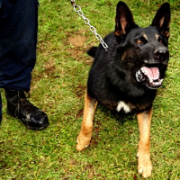 Court Denies Immunity to Police Officer Accused to Siccing Dog on Suspect