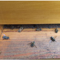 Millions of Bees Killed During South Carolina Pesticide Assault on Zika-Prone Mosquitos