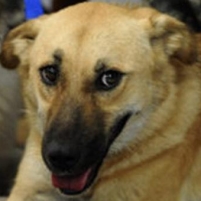 Soldiers and Marines Want Pets…Pentagon Says “Don’t Ask, Don’t Tell”