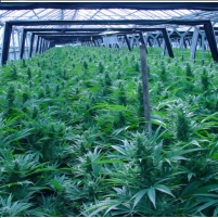 Obama Administration Steps Up Attack on Legal Marijuana with Threat to Growers