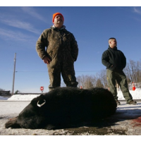 Bears Under Fire in Florida