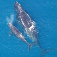 Animal Advocates Challenge Right of Navy to Threaten Lives of 31 Million Ocean Mammals